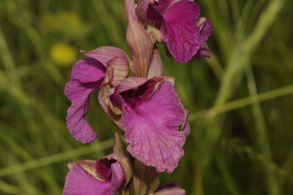 Anacamptis laxiflora x Serapias neglecta